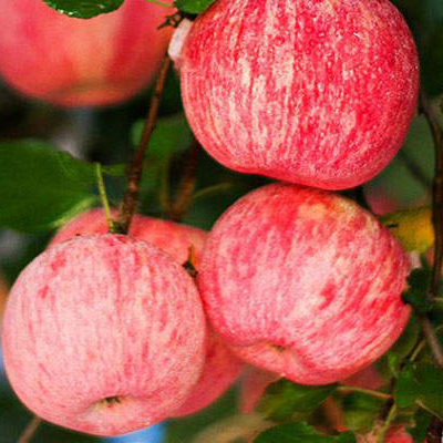 How Does A Curved Surface Gloss Meter Measure The Glossiness Of Apples?